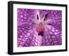 Close-Up of 'Rothschildiana' Orchid-George Lepp-Framed Premium Photographic Print