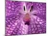 Close-Up of 'Rothschildiana' Orchid-George Lepp-Mounted Premium Photographic Print