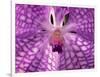 Close-Up of 'Rothschildiana' Orchid-George Lepp-Framed Photographic Print