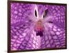 Close-Up of 'Rothschildiana' Orchid-George Lepp-Framed Photographic Print