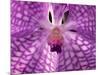 Close-Up of 'Rothschildiana' Orchid-George Lepp-Mounted Photographic Print