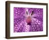 Close-Up of 'Rothschildiana' Orchid-George Lepp-Framed Photographic Print