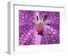 Close-Up of 'Rothschildiana' Orchid-George Lepp-Framed Photographic Print