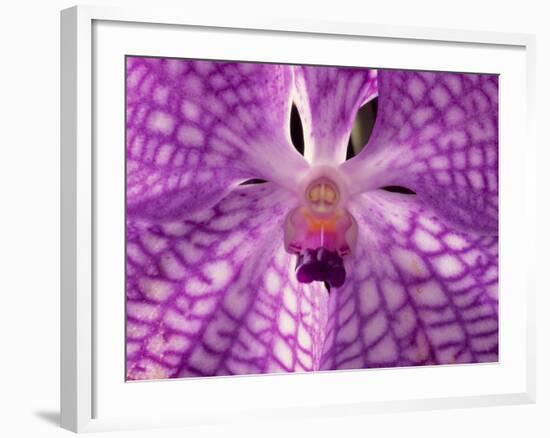 Close-Up of 'Rothschildiana' Orchid-George Lepp-Framed Photographic Print