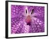 Close-Up of 'Rothschildiana' Orchid-George Lepp-Framed Photographic Print