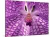 Close-Up of 'Rothschildiana' Orchid-George Lepp-Stretched Canvas