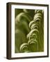 Close Up of Sago Palm in the Spring, Savannah, Georgia, USA-Joanne Wells-Framed Photographic Print