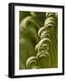 Close Up of Sago Palm in the Spring, Savannah, Georgia, USA-Joanne Wells-Framed Photographic Print