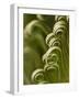 Close Up of Sago Palm in the Spring, Savannah, Georgia, USA-Joanne Wells-Framed Photographic Print