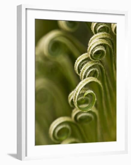 Close Up of Sago Palm in the Spring, Savannah, Georgia, USA-Joanne Wells-Framed Photographic Print