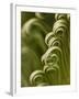 Close Up of Sago Palm in the Spring, Savannah, Georgia, USA-Joanne Wells-Framed Photographic Print