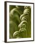 Close Up of Sago Palm in the Spring, Savannah, Georgia, USA-Joanne Wells-Framed Photographic Print