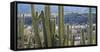 Close-Up of Saguaro Cactus, Catalina State Park, Tucson, Arizona, Usa-null-Framed Stretched Canvas