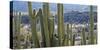 Close-Up of Saguaro Cactus, Catalina State Park, Tucson, Arizona, Usa-null-Stretched Canvas