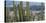 Close-Up of Saguaro Cactus, Catalina State Park, Tucson, Arizona, Usa-null-Stretched Canvas