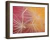 Close-Up of Salsify Seed Head, Portland, Oregon, USA-Steve Terrill-Framed Photographic Print