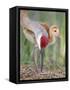 Close-up of Sandhill Crane and Chick at Nest, Indian Lake Estates, Florida, USA-Arthur Morris-Framed Stretched Canvas