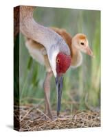 Close-up of Sandhill Crane and Chick at Nest, Indian Lake Estates, Florida, USA-Arthur Morris-Stretched Canvas