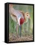 Close-up of Sandhill Crane and Chick at Nest, Indian Lake Estates, Florida, USA-Arthur Morris-Framed Stretched Canvas