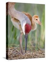 Close-up of Sandhill Crane and Chick at Nest, Indian Lake Estates, Florida, USA-Arthur Morris-Stretched Canvas