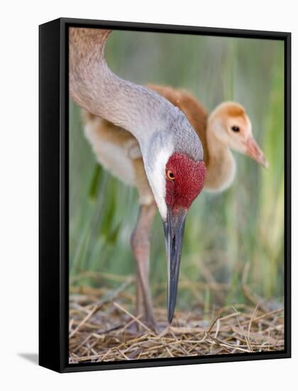 Close-up of Sandhill Crane and Chick at Nest, Indian Lake Estates, Florida, USA-Arthur Morris-Framed Stretched Canvas