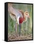 Close-up of Sandhill Crane and Chick at Nest, Indian Lake Estates, Florida, USA-Arthur Morris-Framed Stretched Canvas