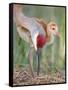 Close-up of Sandhill Crane and Chick at Nest, Indian Lake Estates, Florida, USA-Arthur Morris-Framed Stretched Canvas