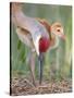 Close-up of Sandhill Crane and Chick at Nest, Indian Lake Estates, Florida, USA-Arthur Morris-Stretched Canvas