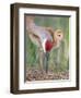 Close-up of Sandhill Crane and Chick at Nest, Indian Lake Estates, Florida, USA-Arthur Morris-Framed Premium Photographic Print