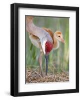 Close-up of Sandhill Crane and Chick at Nest, Indian Lake Estates, Florida, USA-Arthur Morris-Framed Premium Photographic Print