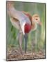 Close-up of Sandhill Crane and Chick at Nest, Indian Lake Estates, Florida, USA-Arthur Morris-Mounted Premium Photographic Print