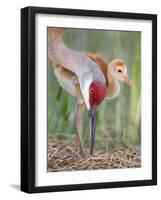 Close-up of Sandhill Crane and Chick at Nest, Indian Lake Estates, Florida, USA-Arthur Morris-Framed Photographic Print