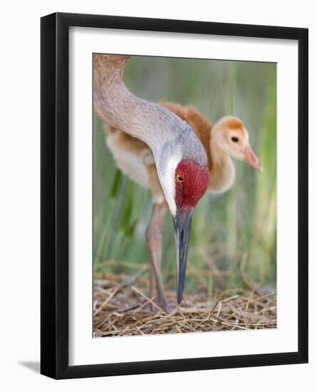 Close-up of Sandhill Crane and Chick at Nest, Indian Lake Estates, Florida, USA-Arthur Morris-Framed Photographic Print