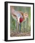 Close-up of Sandhill Crane and Chick at Nest, Indian Lake Estates, Florida, USA-Arthur Morris-Framed Photographic Print