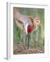 Close-up of Sandhill Crane and Chick at Nest, Indian Lake Estates, Florida, USA-Arthur Morris-Framed Photographic Print