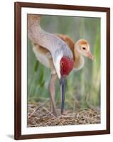 Close-up of Sandhill Crane and Chick at Nest, Indian Lake Estates, Florida, USA-Arthur Morris-Framed Photographic Print