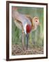 Close-up of Sandhill Crane and Chick at Nest, Indian Lake Estates, Florida, USA-Arthur Morris-Framed Photographic Print