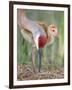 Close-up of Sandhill Crane and Chick at Nest, Indian Lake Estates, Florida, USA-Arthur Morris-Framed Photographic Print