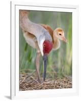 Close-up of Sandhill Crane and Chick at Nest, Indian Lake Estates, Florida, USA-Arthur Morris-Framed Photographic Print