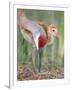 Close-up of Sandhill Crane and Chick at Nest, Indian Lake Estates, Florida, USA-Arthur Morris-Framed Photographic Print