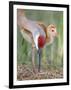 Close-up of Sandhill Crane and Chick at Nest, Indian Lake Estates, Florida, USA-Arthur Morris-Framed Photographic Print