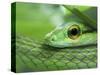 Close Up of Satiny Parrot Snake, Costa Rica-Edwin Giesbers-Stretched Canvas