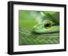 Close Up of Satiny Parrot Snake, Costa Rica-Edwin Giesbers-Framed Photographic Print