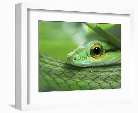 Close Up of Satiny Parrot Snake, Costa Rica-Edwin Giesbers-Framed Photographic Print