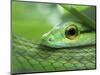 Close Up of Satiny Parrot Snake, Costa Rica-Edwin Giesbers-Mounted Photographic Print