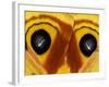 Close-Up of Saturnia Moth Wings, Pennsylvania, USA-Nancy Rotenberg-Framed Photographic Print