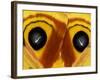 Close-Up of Saturnia Moth Wings, Pennsylvania, USA-Nancy Rotenberg-Framed Photographic Print