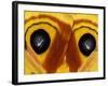 Close-Up of Saturnia Moth Wings, Pennsylvania, USA-Nancy Rotenberg-Framed Photographic Print