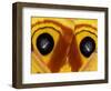 Close-Up of Saturnia Moth Wings, Pennsylvania, USA-Nancy Rotenberg-Framed Photographic Print