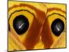 Close-Up of Saturnia Moth Wings, Pennsylvania, USA-Nancy Rotenberg-Mounted Photographic Print
